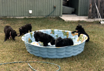 photoof several bouvier puppies playing in a children's wading pool.