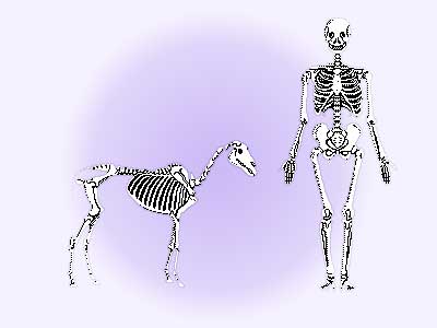 Skeletons of dog and human.