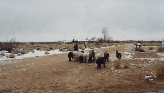 Photo of bouvier herding flock of sheep in the high desert with snow on ground