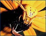 yellow phase spider