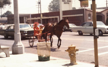 my dressage horse Sunny driving on the street 