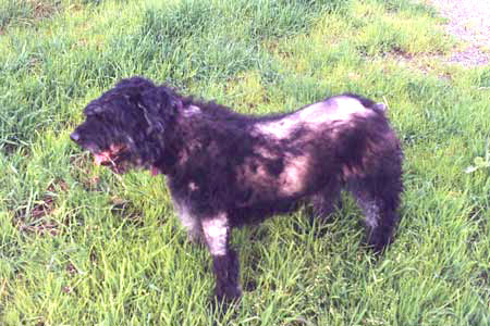 Sweetie with bald spots from her treatments