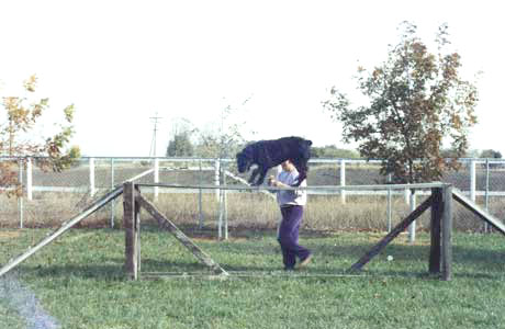 Sweetie on the cat-walk