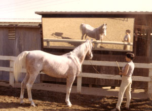 me and my Arab stallion Tambu, admiring himself in the mirror. 