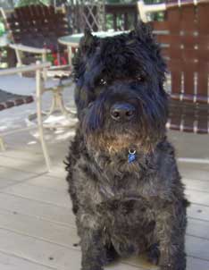 photo of Thurman, a bouvier in need of a loving and responsible home.