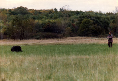 Photo of front view of a Bouvier tracking an FH track in exeplary style.