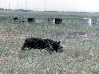 Close-up photo of tracking dog on the track and pulling strongly. 