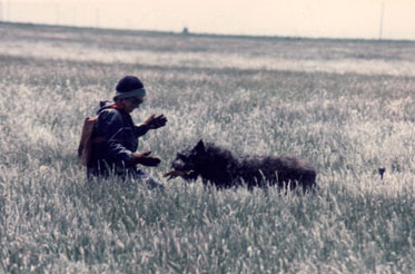 Photo of tracking dog retrieving a found glove towards the handler who kneels to receive it.