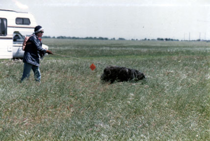 Photo of tracking dog starting the track at the flag.
