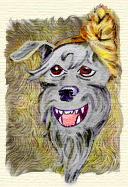 portrait of a Bouvier with one ear bandaged.