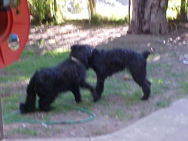 Velvet and Shady playing (Shady is the one with the tail)