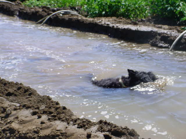 Velvet swimming in irrigation ditch