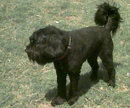 Photo of Zeke standing.