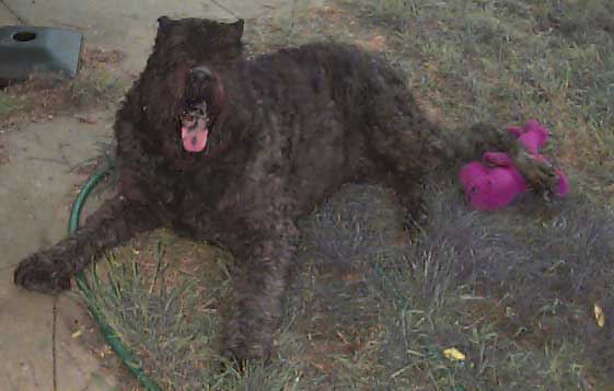 Photo of Zorro, rescued by a veterinarian who refused to kill him.