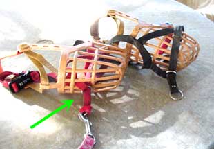 halter with muzzle halter with muzzle