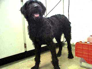 Photo of Kippy, taken at the shelter.