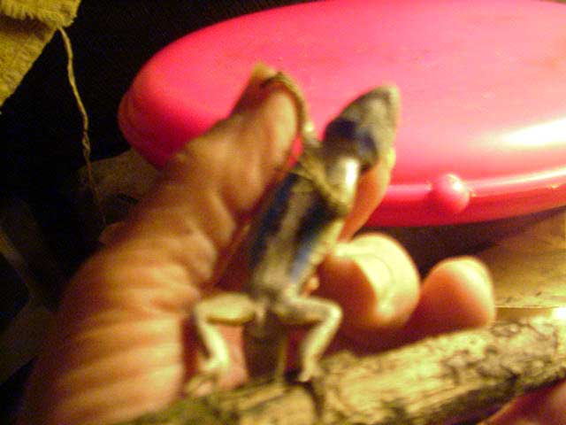 lizard held in my hand, belly up , showing blue side stripes and throat lizard belly, showing blue markings