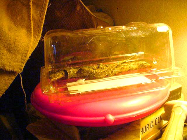 rescued lizard in plastic box, box on top of heated SnuggleSafe disc rescued lizard in plastic box on warm disc