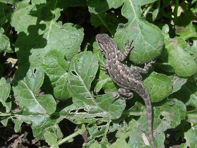 lizard on leaves, released back into natural habitat lizard on leaves