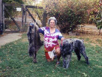 Photo of Neo newly rescued; he is actually very matted although he looks OK on the surface.