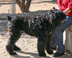 standing side view of Onxy, 7 yearold Boouvier in foster care.