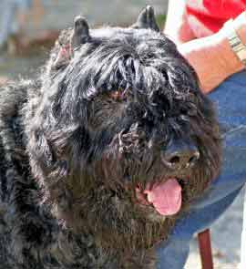 photo of the head of Onyx, a seven year old Bouvier in foster care.