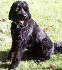 Photo of Zeke sitting.